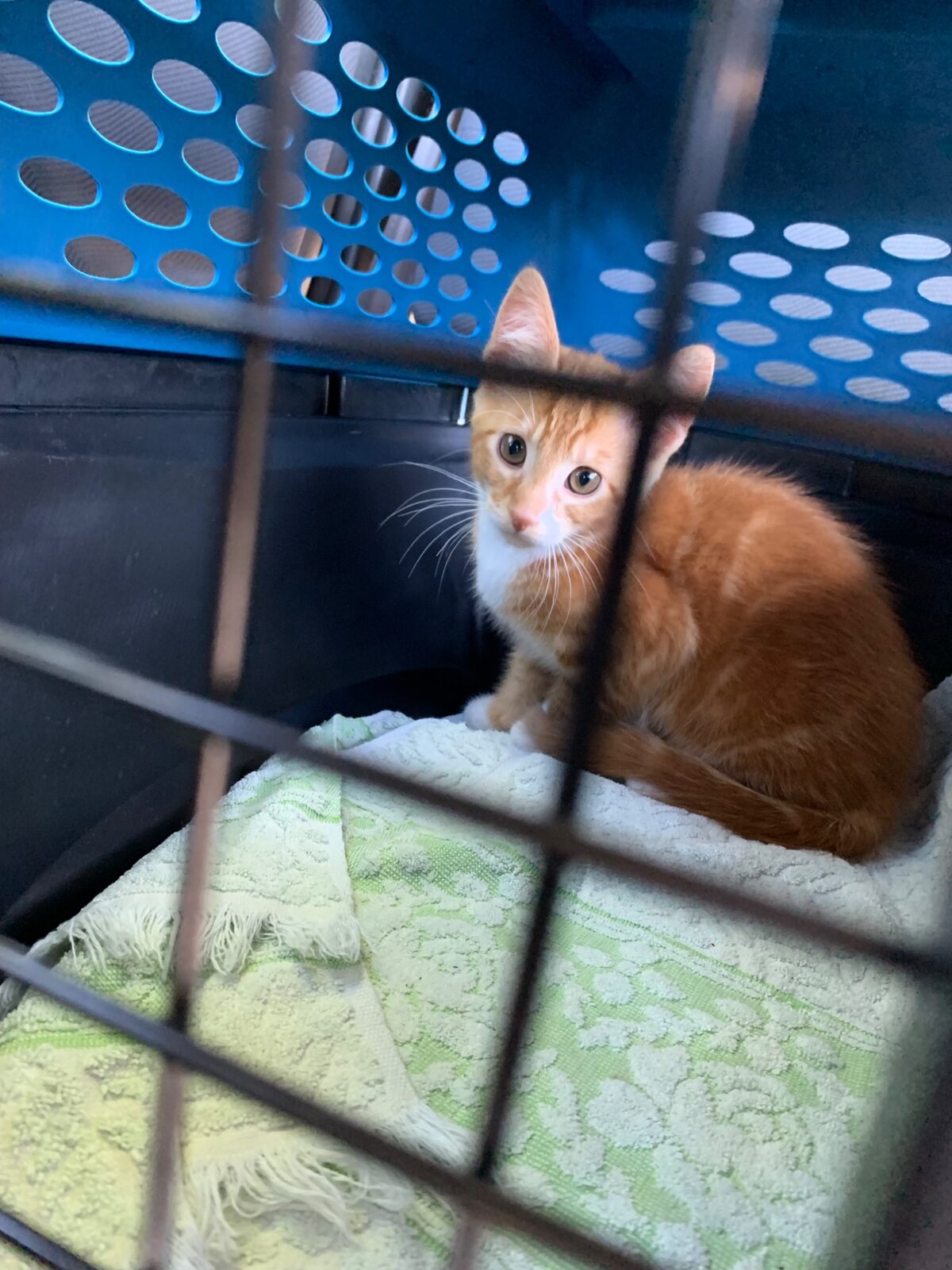 Baby Diego in carrier