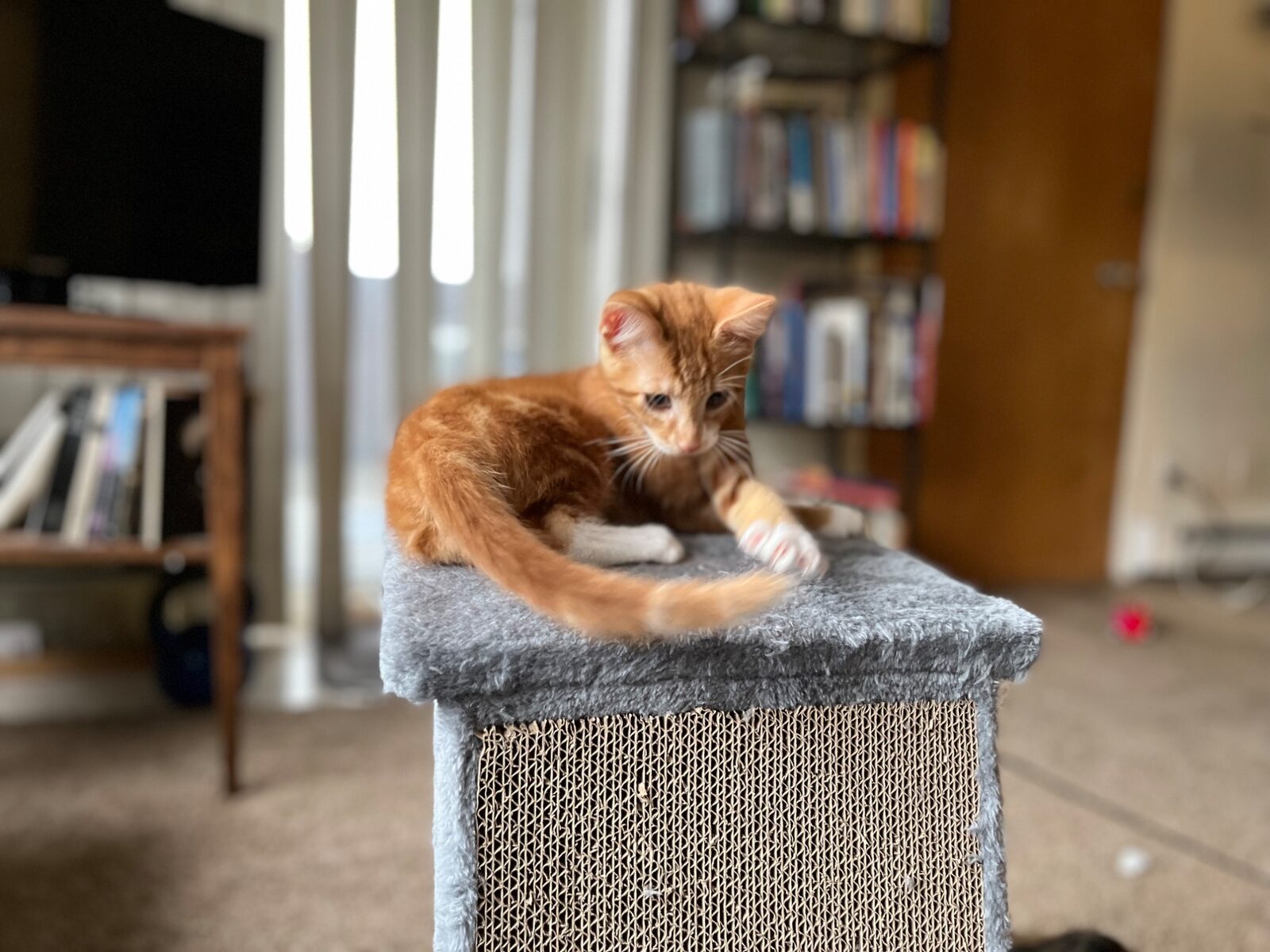 Kitten on tower