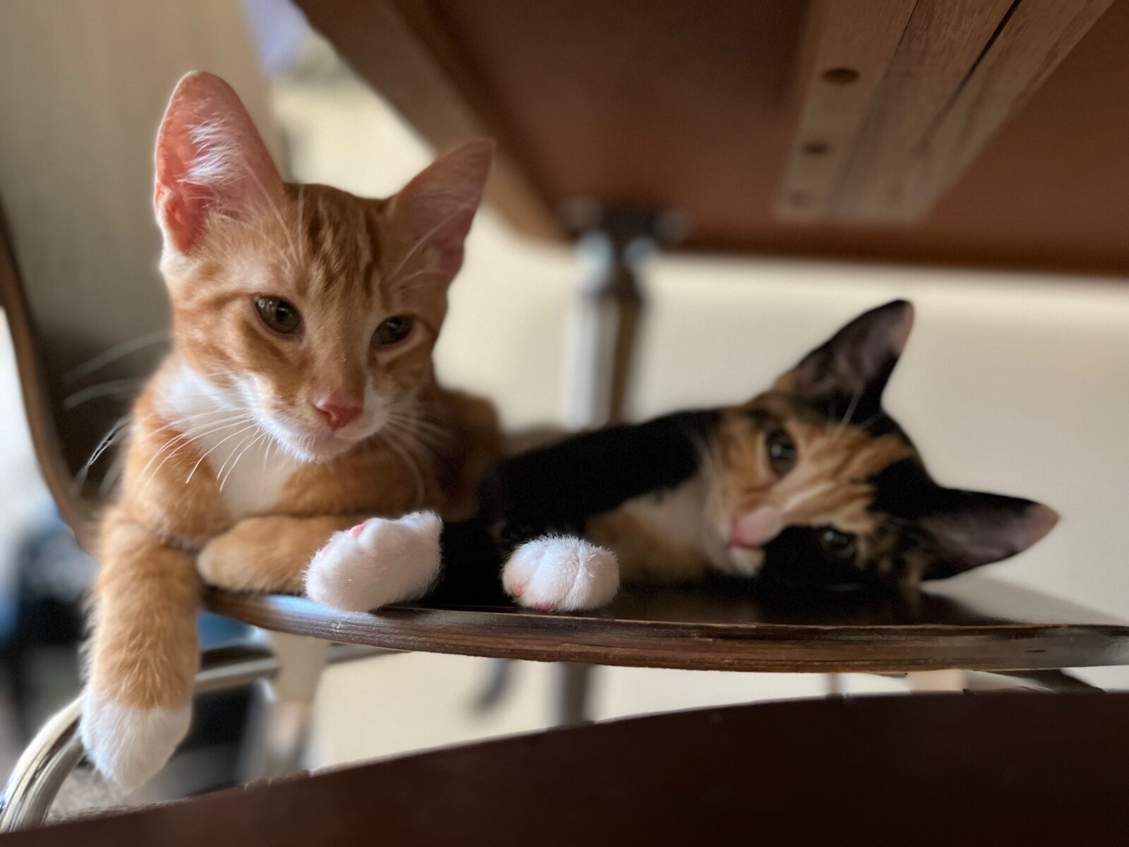 Both kittens on chair