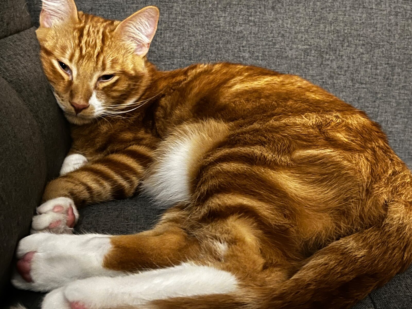Diego curled on couch