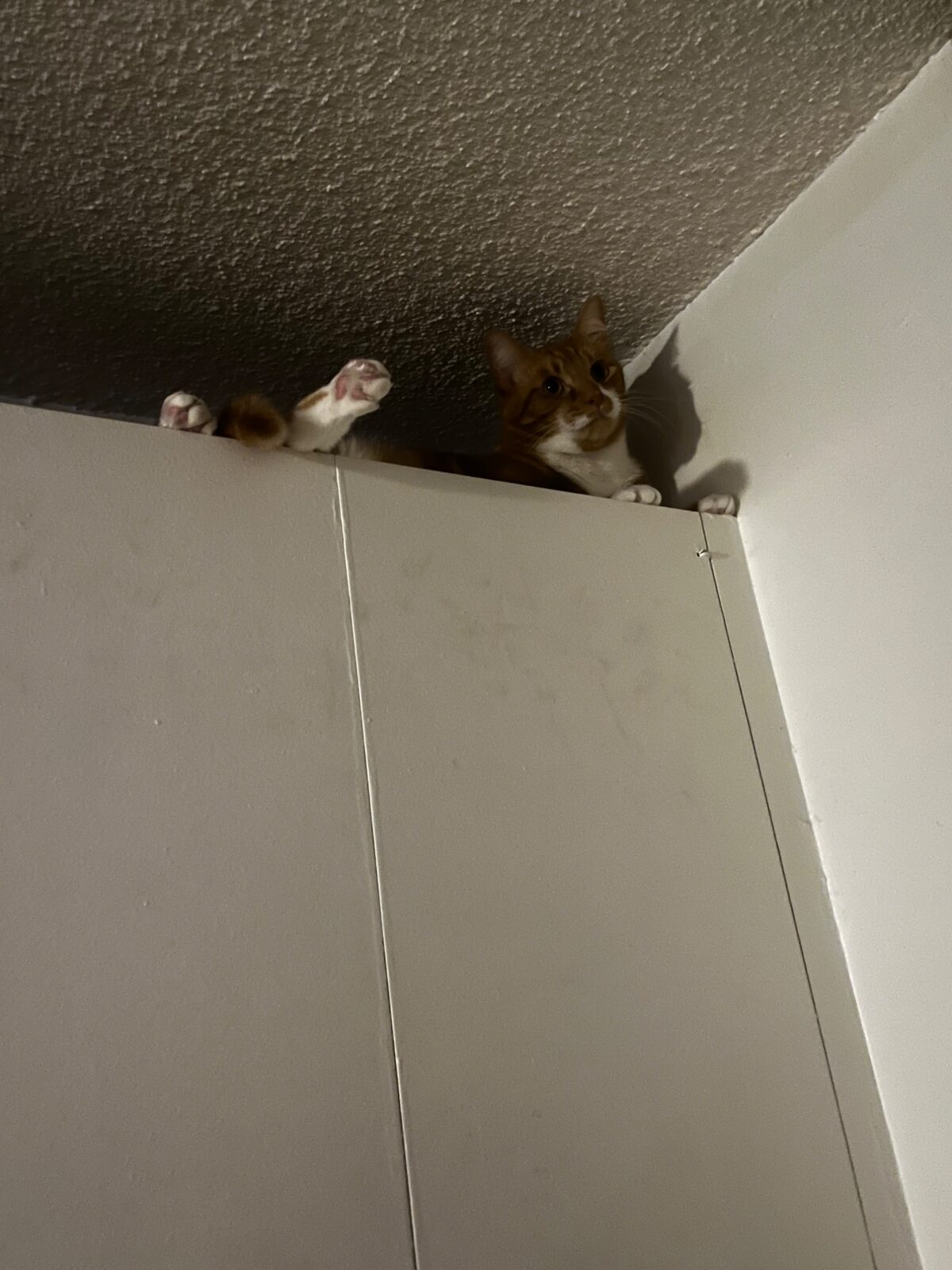 Cabinet surveillance