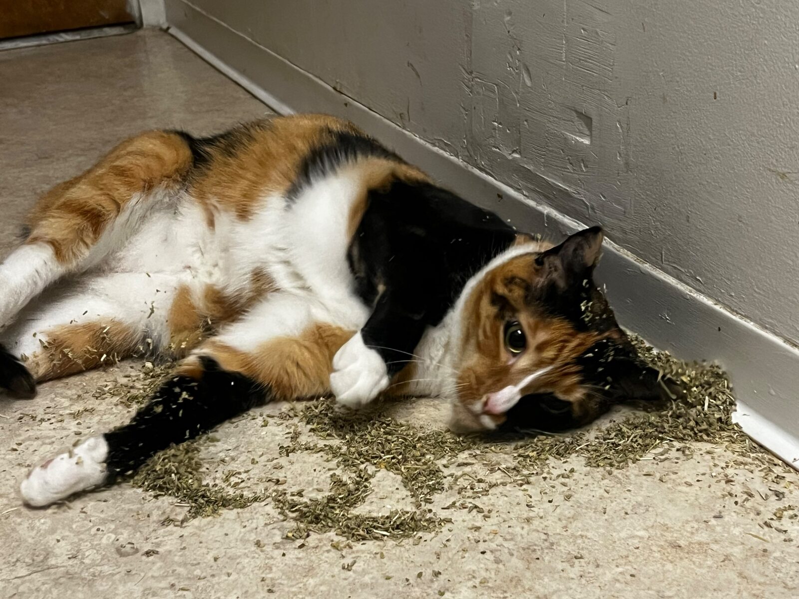 Simone destroyed by catnip